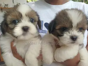 Terrier Puppies