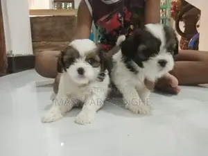 Terrier Puppies