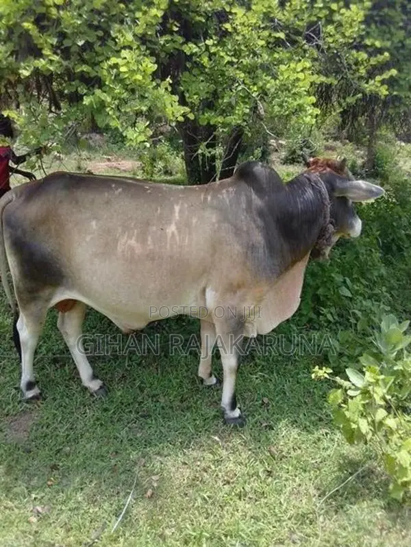 Milk Cow