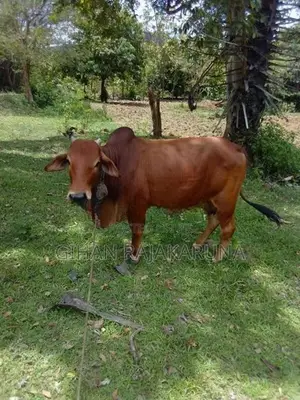 Milk Cow