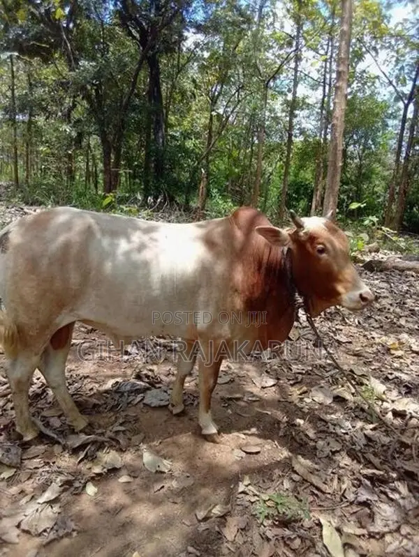 Milk Cow