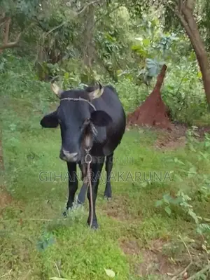 Milk Cow
