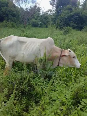 Milk Cow