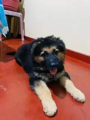 Lion Shepherd Puppy