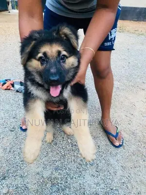 Lion Shepherd Puppy