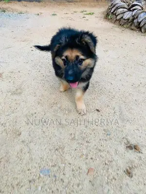 Lion Shepherd Puppy