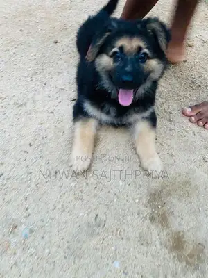 Lion Shepherd Puppy