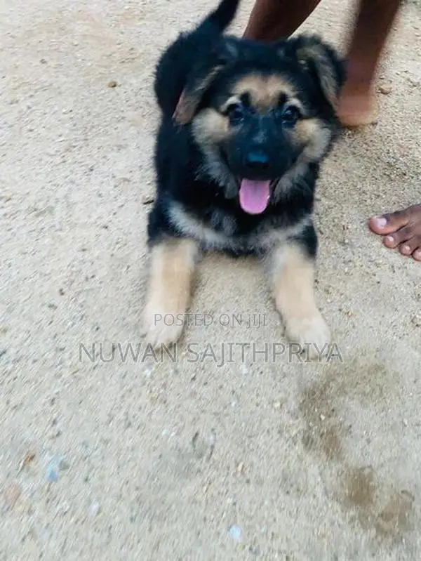 Lion Shepherd Puppy