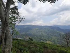 Land for sale in Pundaluoya