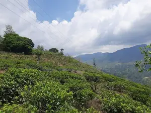 Land for sale in Pundaluoya