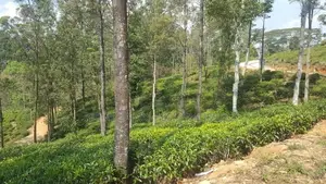 Land for sale in Pussellawa