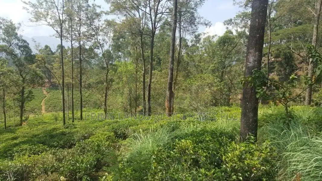 Land for sale in Pussellawa