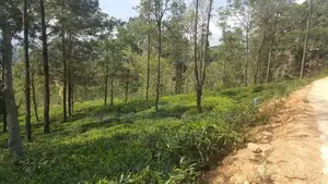 Land for sale in Pussellawa