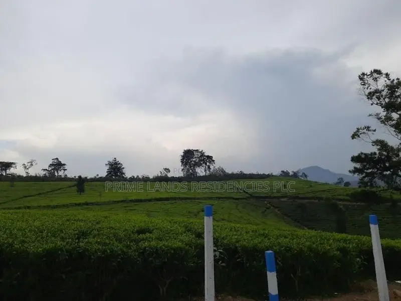 Land for sale in Nuwaraeliya, Meeplimana