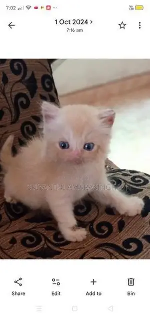 persian cats