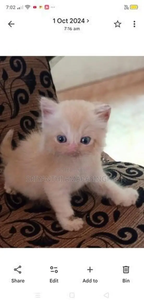 persian cats