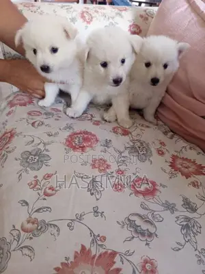 Pomeranian Puppy