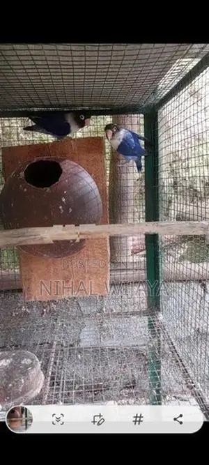 African Birds