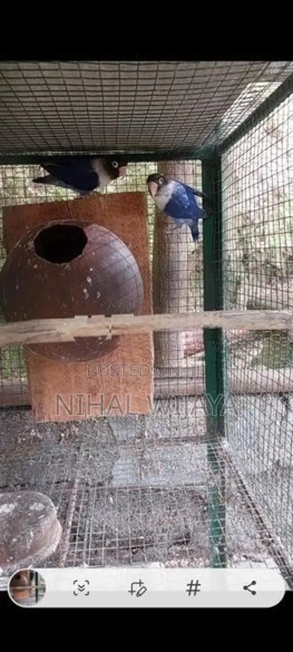 African Birds