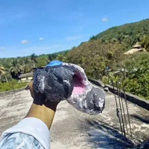 Hight Flyer Pigeons