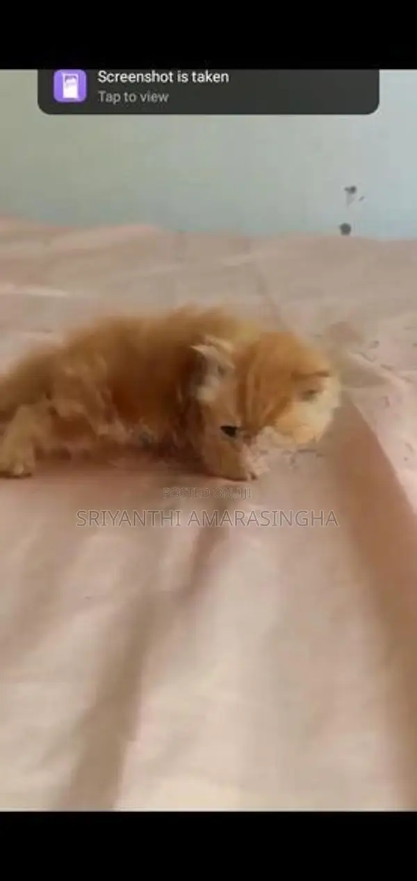 persian cats