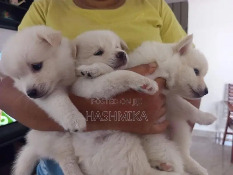 Pomeranian Puppy
