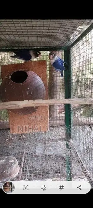 African Birds