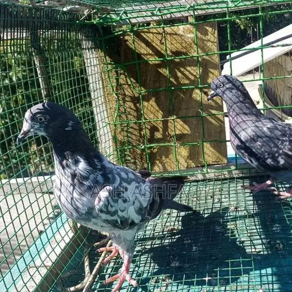 Hight Flyer Pigeons