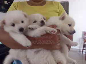 Pomeranian Puppy
