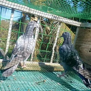 Hight Flyer Pigeons