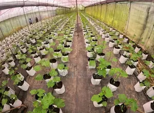 කදිම ඉඩමක් වැලිමඩින්