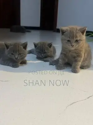 British Shorthair Kitten