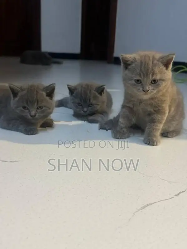 British Shorthair Kitten