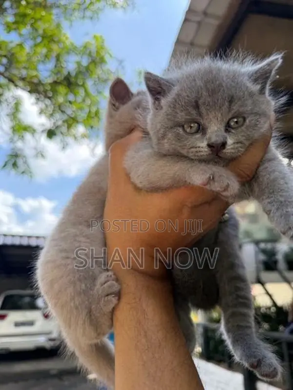 British Shorthair Kitten