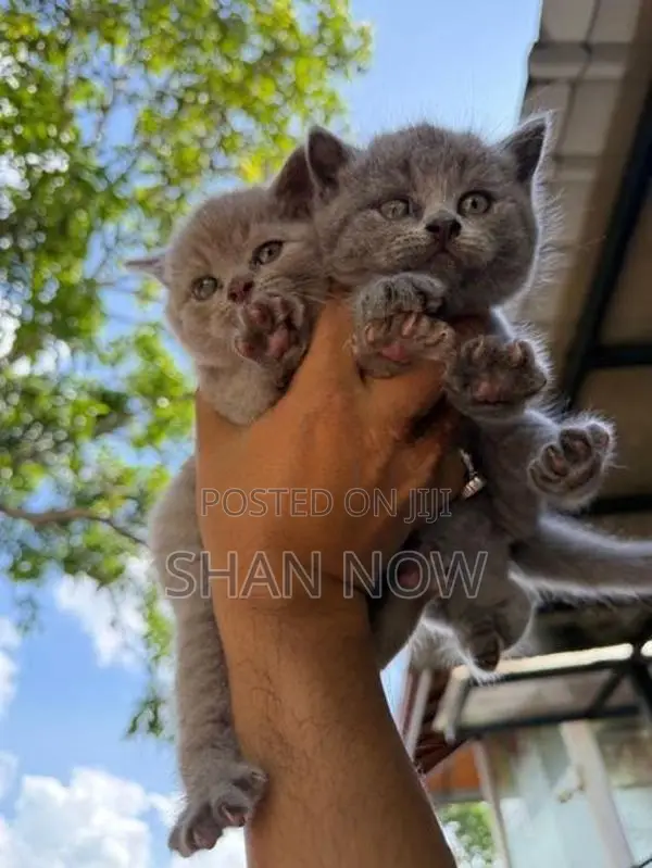 British Shorthair Kitten