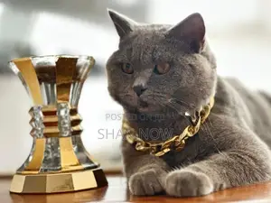 British Shorthair Kitten