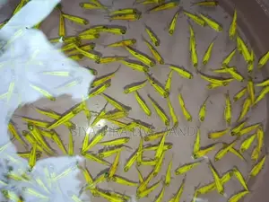 Tetra Fish