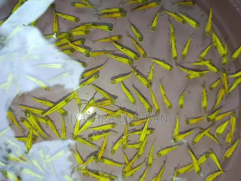 Tetra Fish