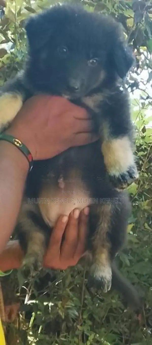 German Shepherd Puppy