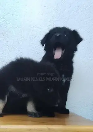 German Shepherd Puppy