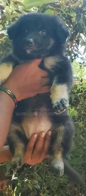 German Shepherd Puppy