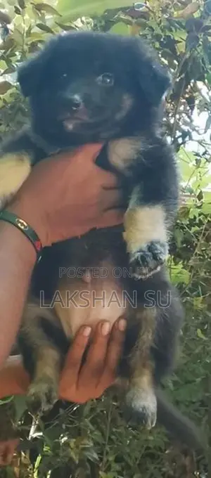 German Shepherd Longcoat Puppy