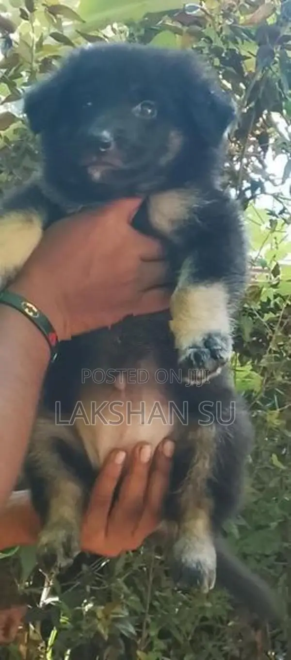 German Shepherd Longcoat Puppy
