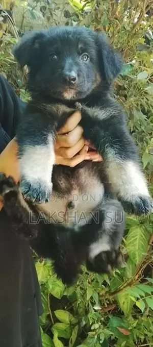 German Shepherd Longcoat Puppy