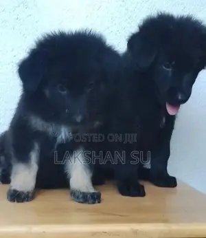 German Shepherd Longcoat Puppy