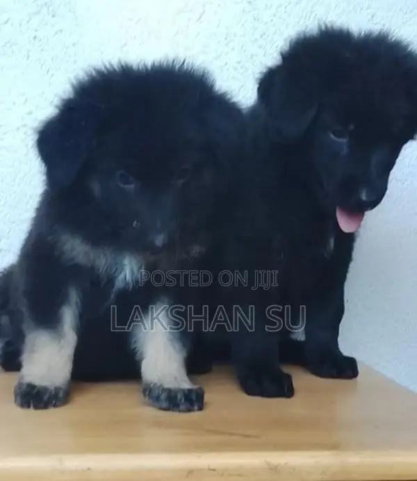 German Shepherd Longcoat Puppy