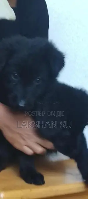 German Shepherd Longcoat Puppy