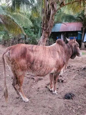 Male Cow