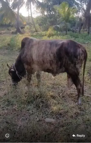 Male Cow