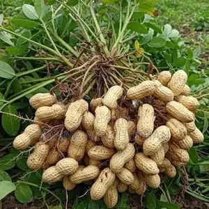 Peanuts / கச்சான்
